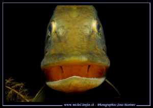 The smile of the famous "Saturnin" - the King Pike Fish o... by Michel Lonfat 